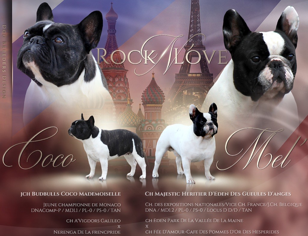 Rock'n Love - Bouledogue français - Portée née le 10/07/2020