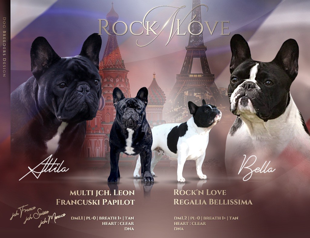 Rock'n Love - Bouledogue français - Portée née le 06/01/2022