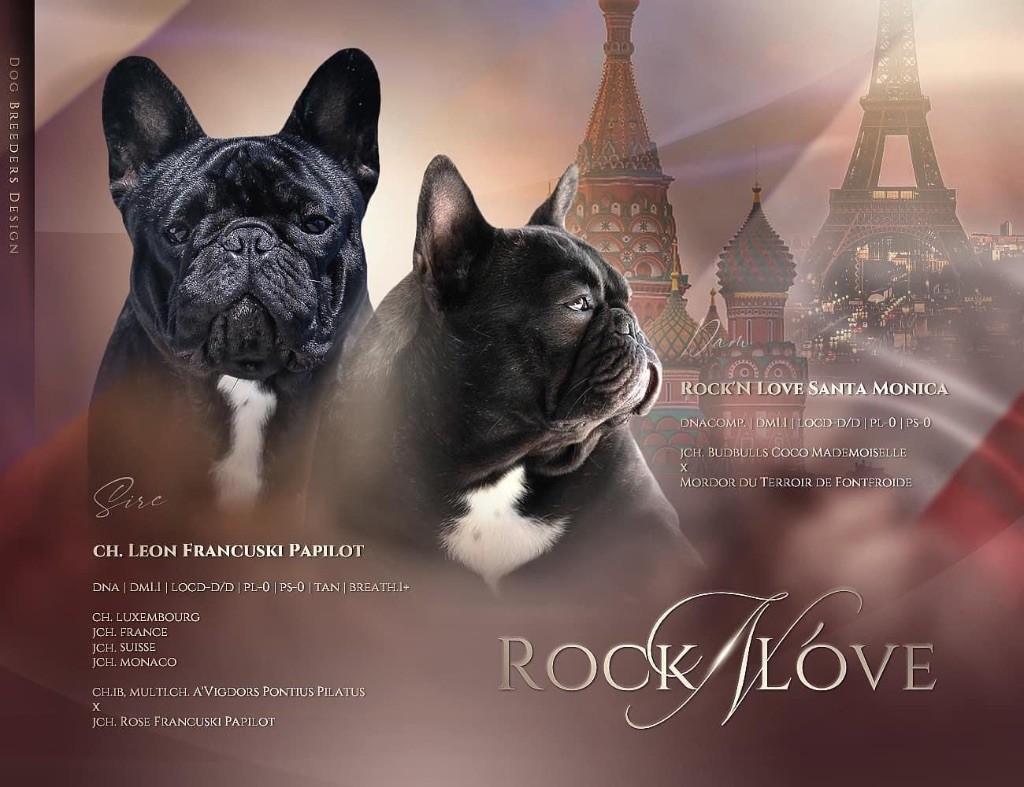 chiot Bouledogue français Rock'n Love