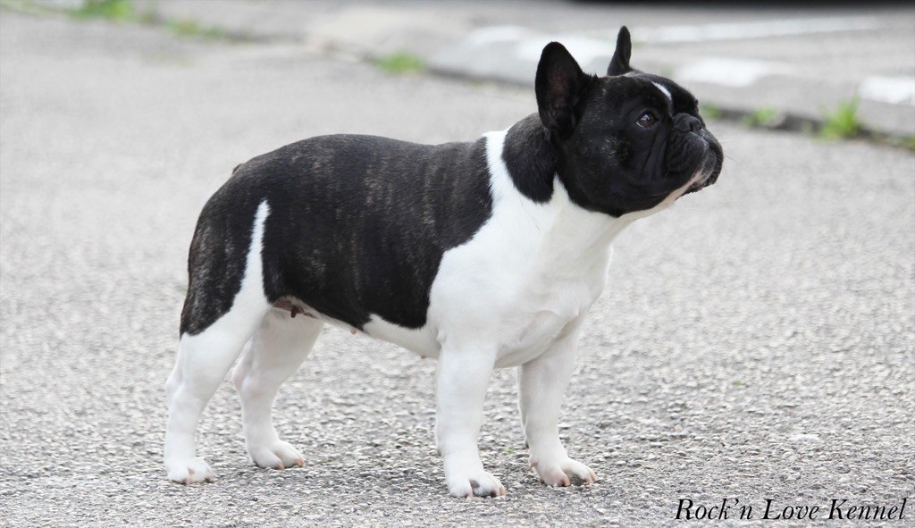 CH. budbulls Coco mademoiselle