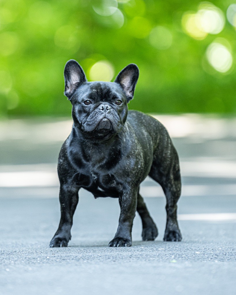 Rock'n Love Veni vidi vici