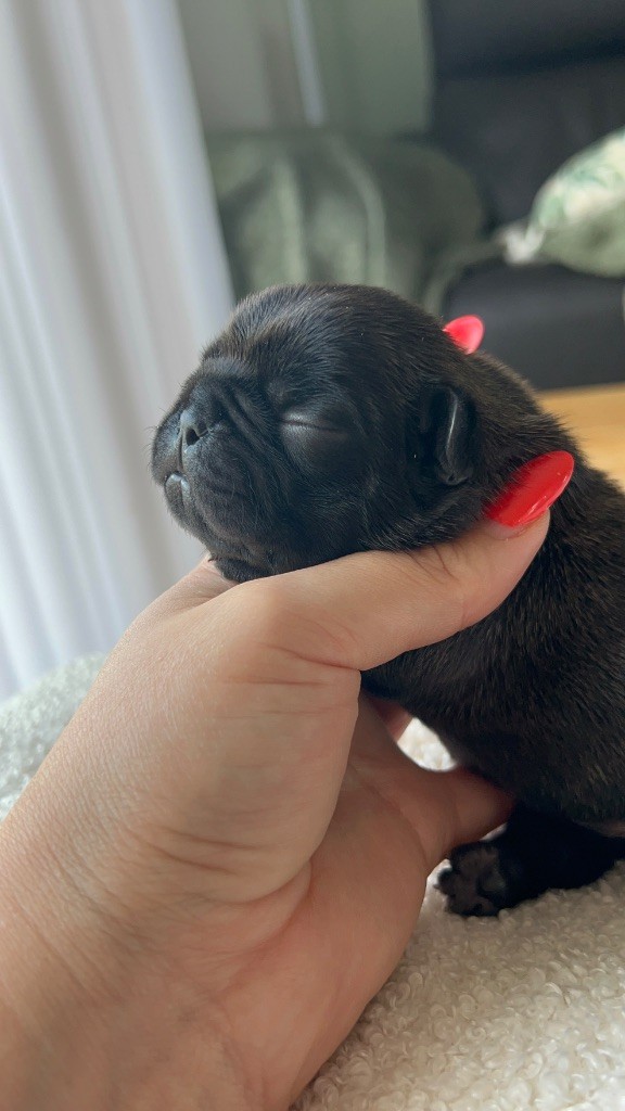 Nos petits amours sont nés !!