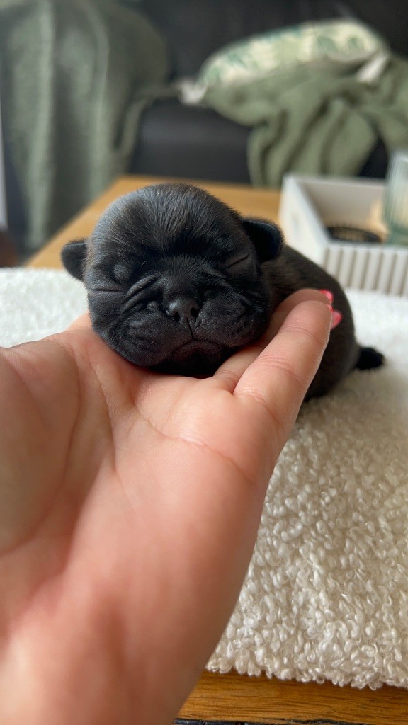 Rock'n Love - Chiots disponibles - Bouledogue français