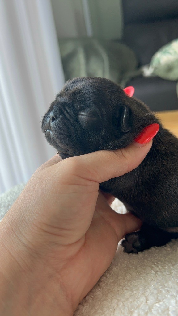 Rock'n Love - Chiots disponibles - Bouledogue français